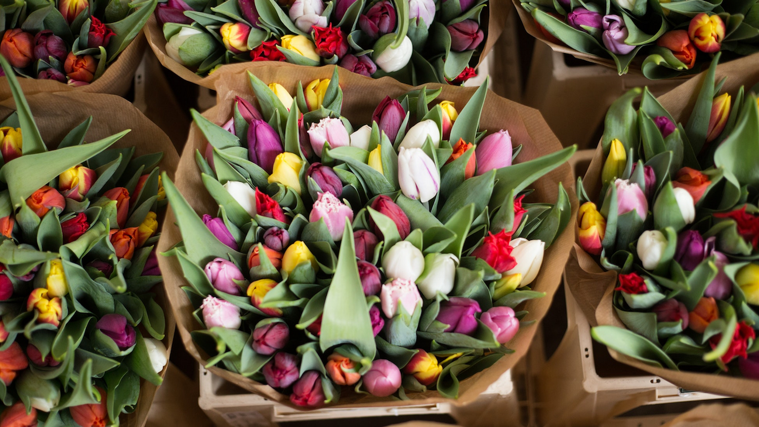 Bos tulpen bloemen